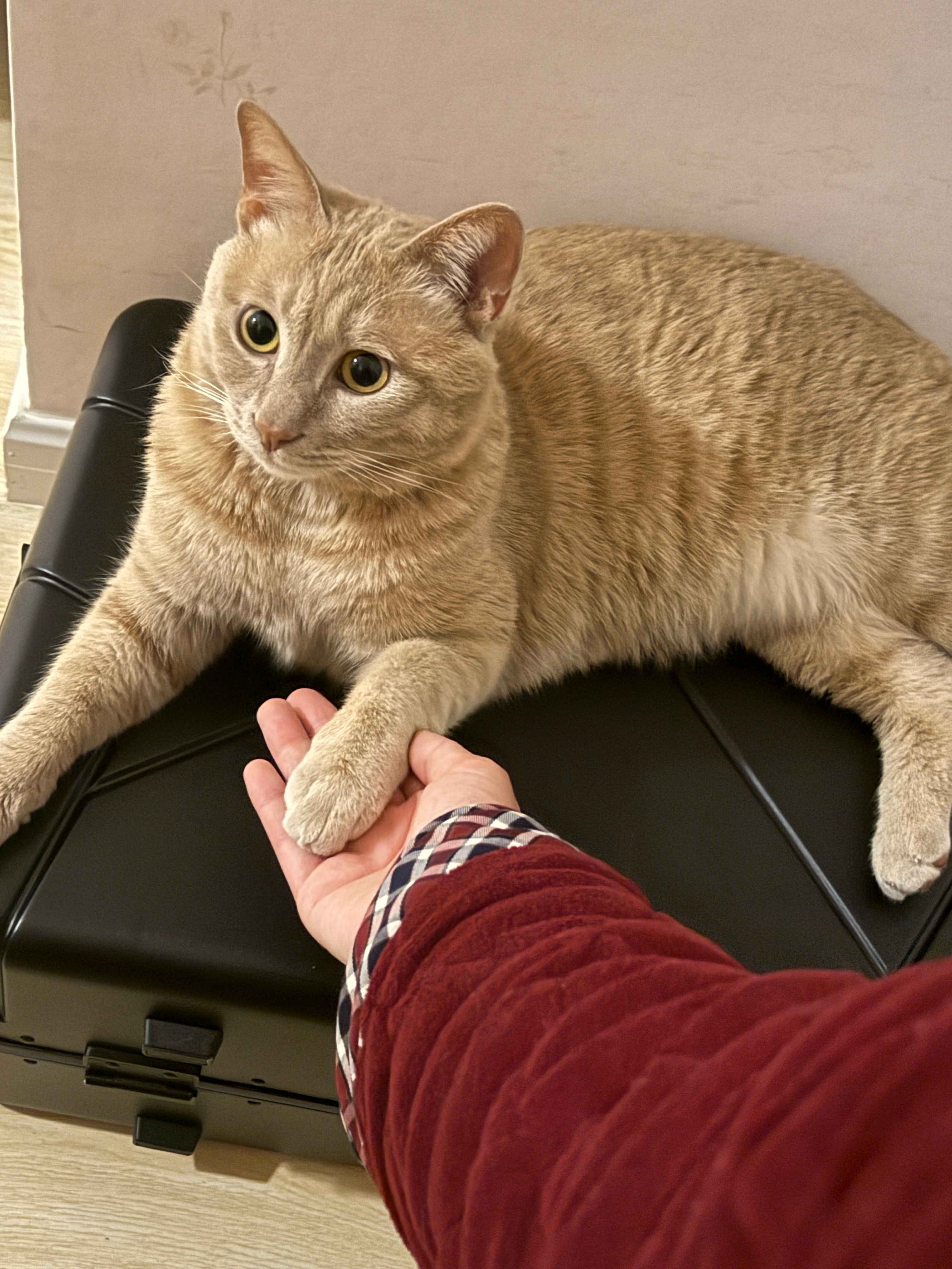 本橘🍊今日任务：吃饭、睡觉、不理人！略略略橘子来了