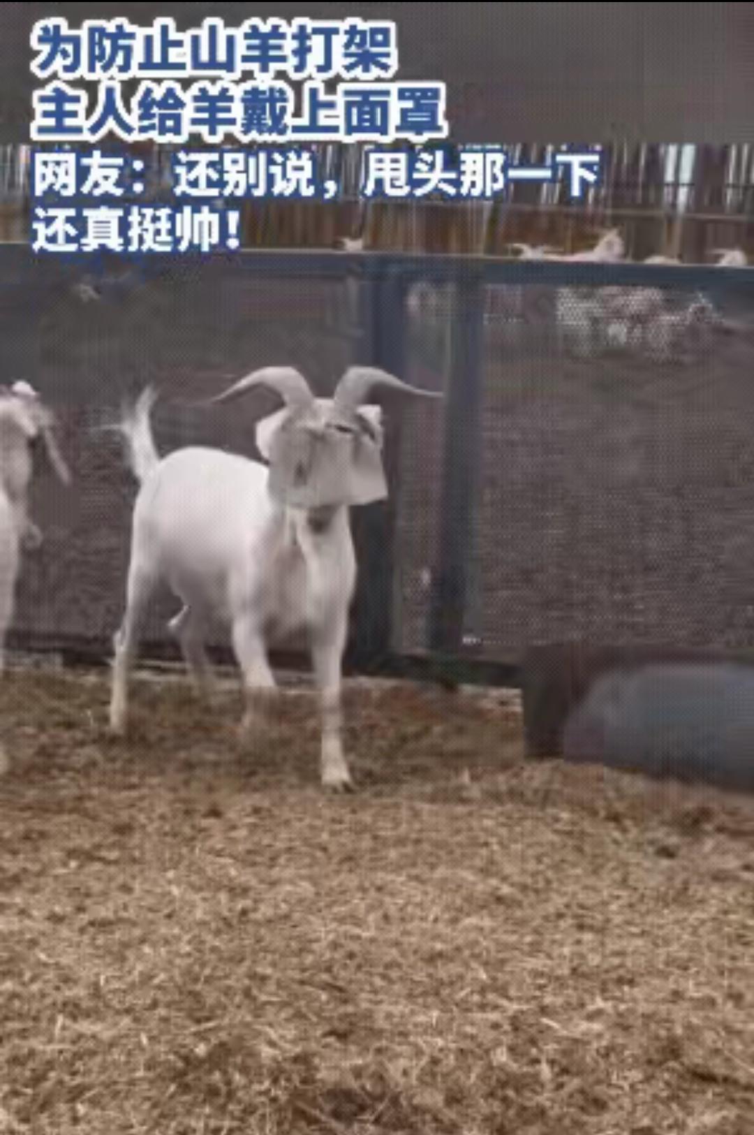 内蒙古，一名主人发现自家养的羊总爱打架，于是想了一个办法，找来一些布料分别给爱打