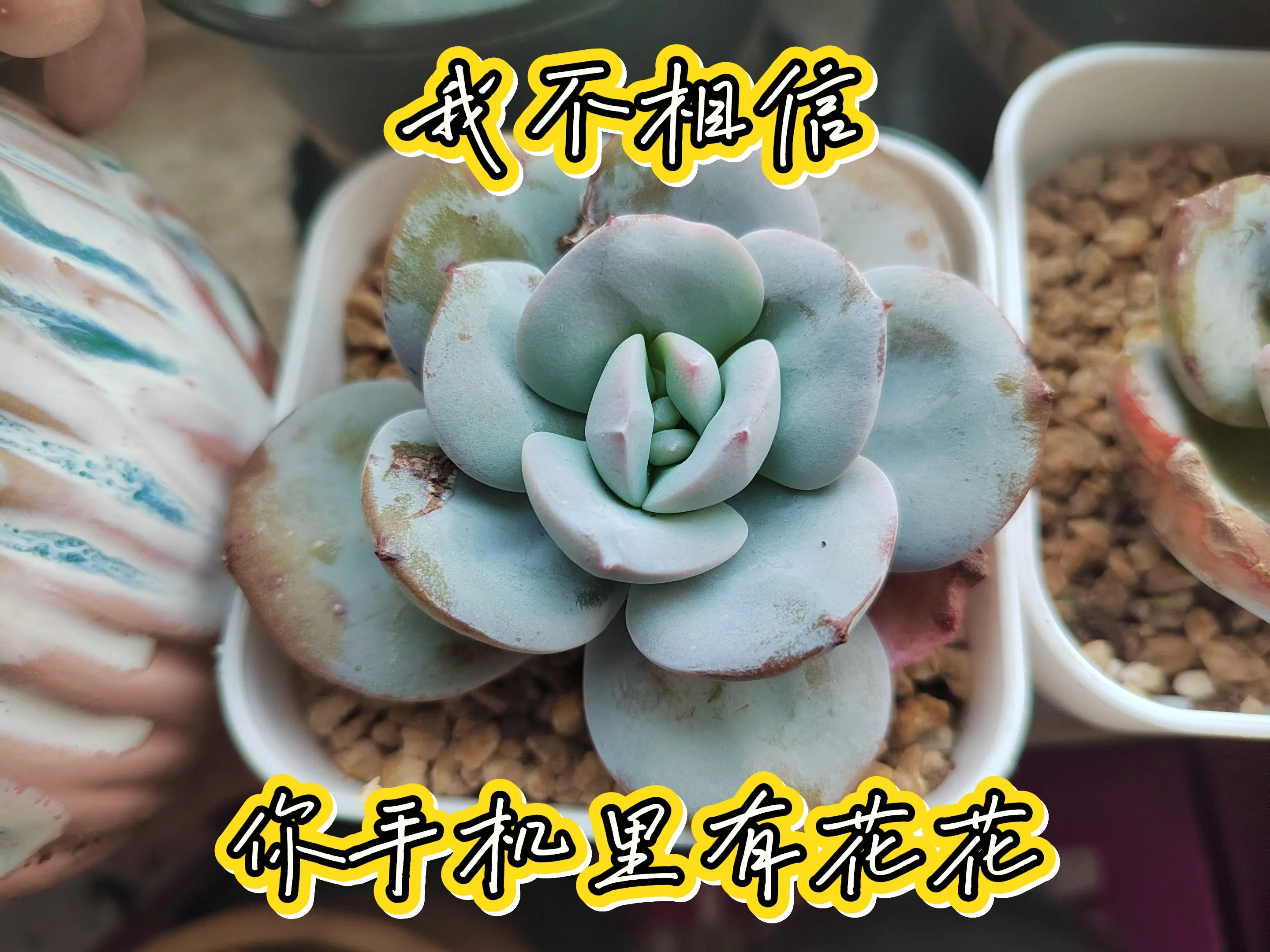 看看你手机里的照片