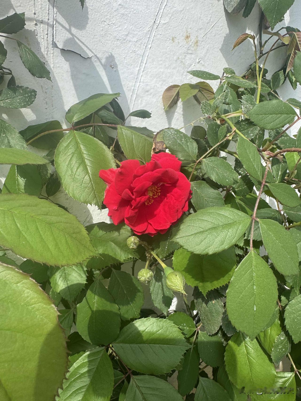 蒂娜今年的第一朵花

这棵蒂娜是我家后面邻居家养的，去年买了之后，她把它种在门口