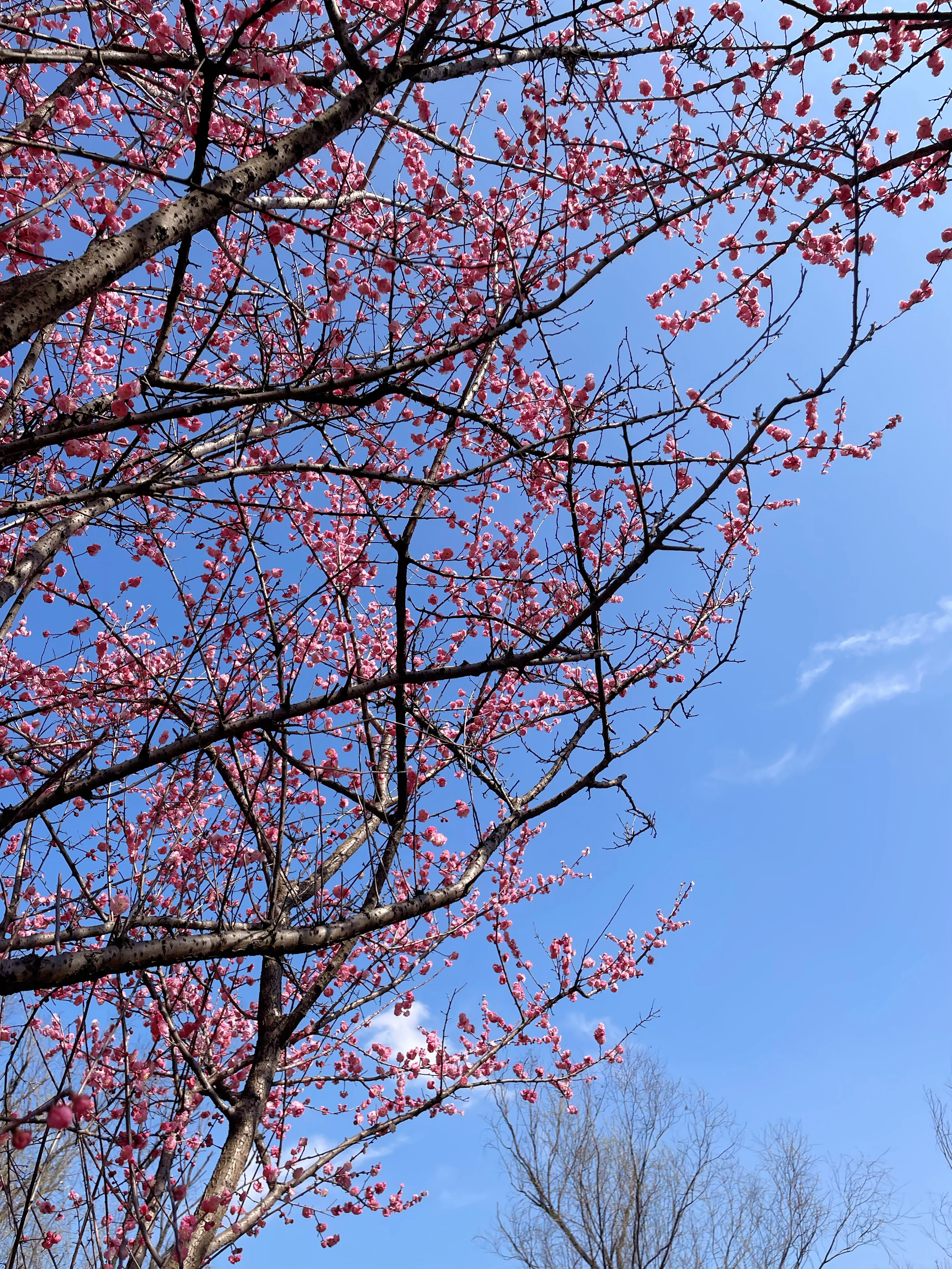 村里的春花暴烈地开着。 