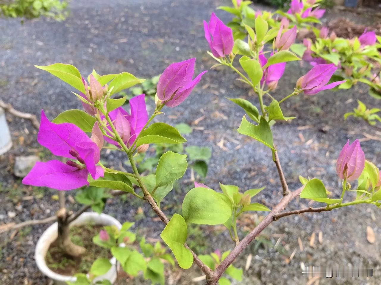 晒图笔记大赛三角梅开花