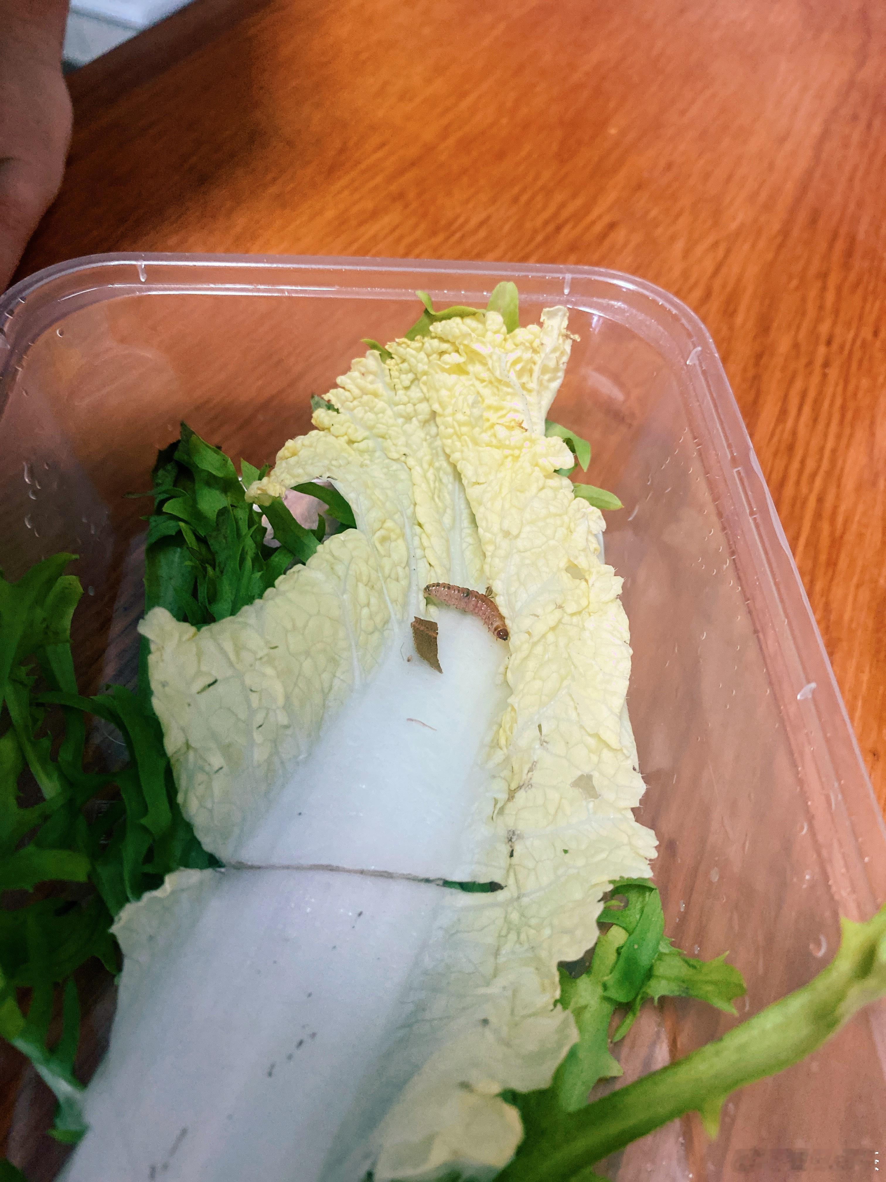 昨天洗菜时发现了一只虫，被皮夹克看见了他坚持要养起来，准备体验看它化蛹成蝶的过程