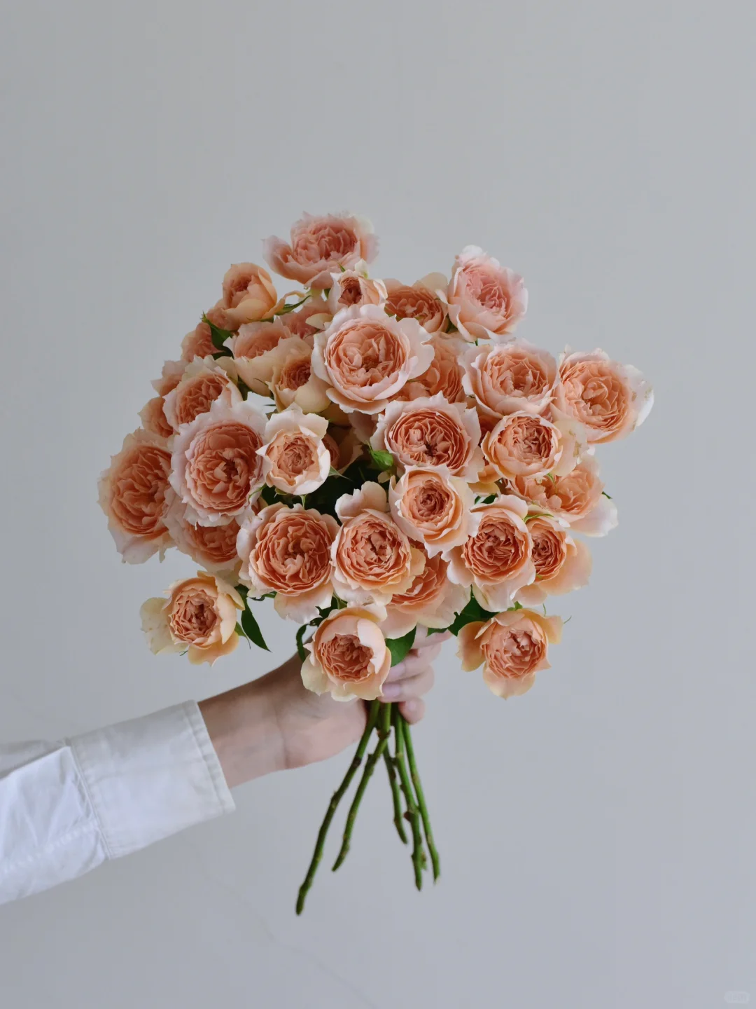 玫瑰·杏色拉拉队