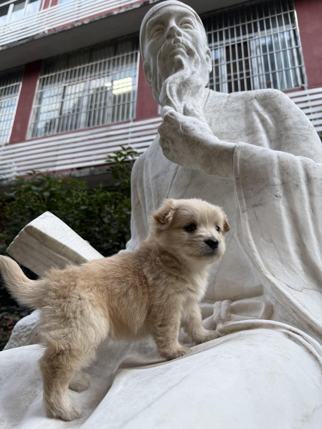 小狗：让我看看谁最后一个进学校！ 