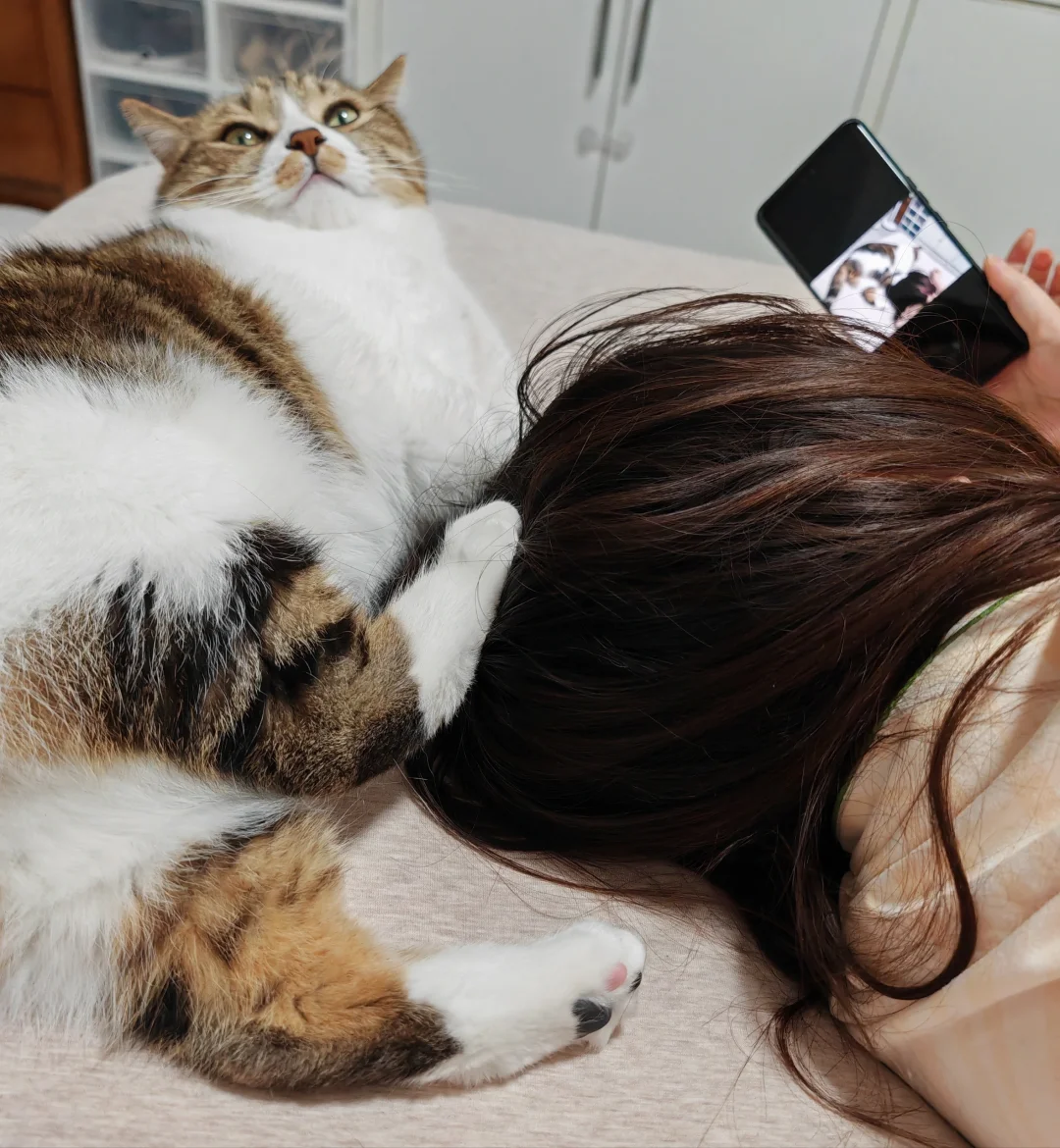 猜猜谁是人谁是猫