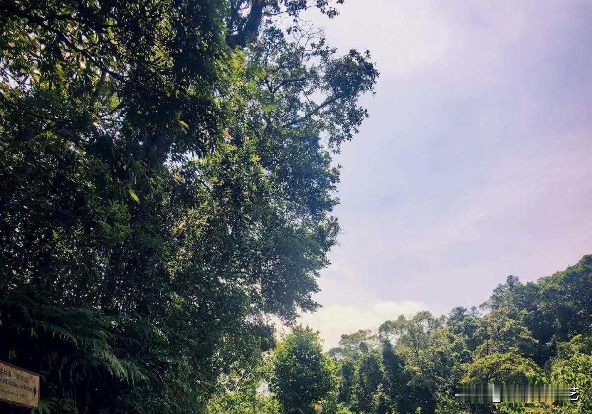 夏日生活打卡季满目郁郁葱葱的山林，古树枝叶繁茂。淡淡的云雾漫过层叠山峦，柔和天光