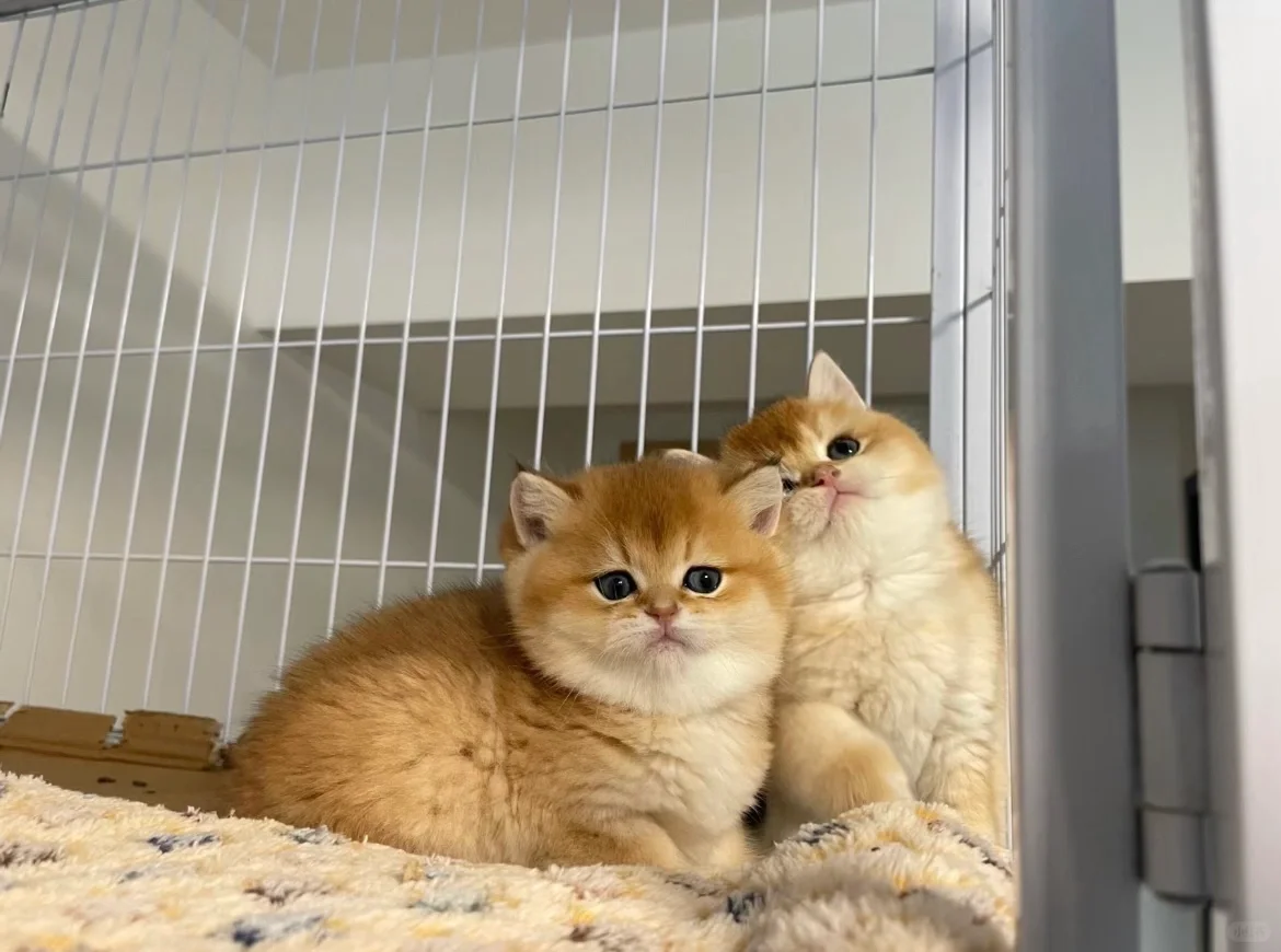 🇭🇰HK一窩金影BB💛價錢合適