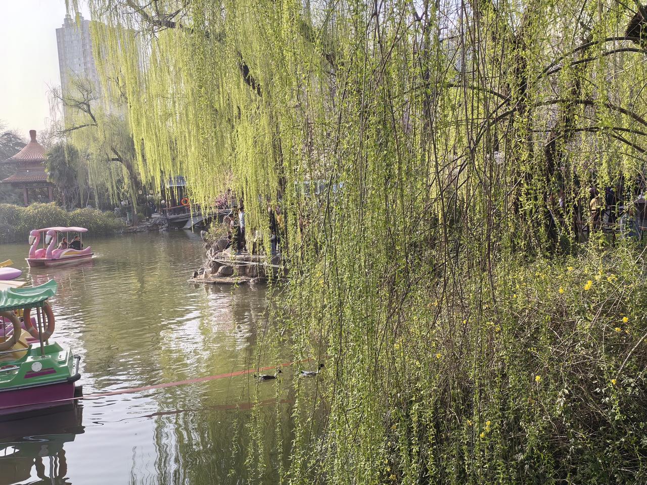 春光正好，公园里春意盎然，这里人头攒动。
       相亲角真热闹，孩子不着急