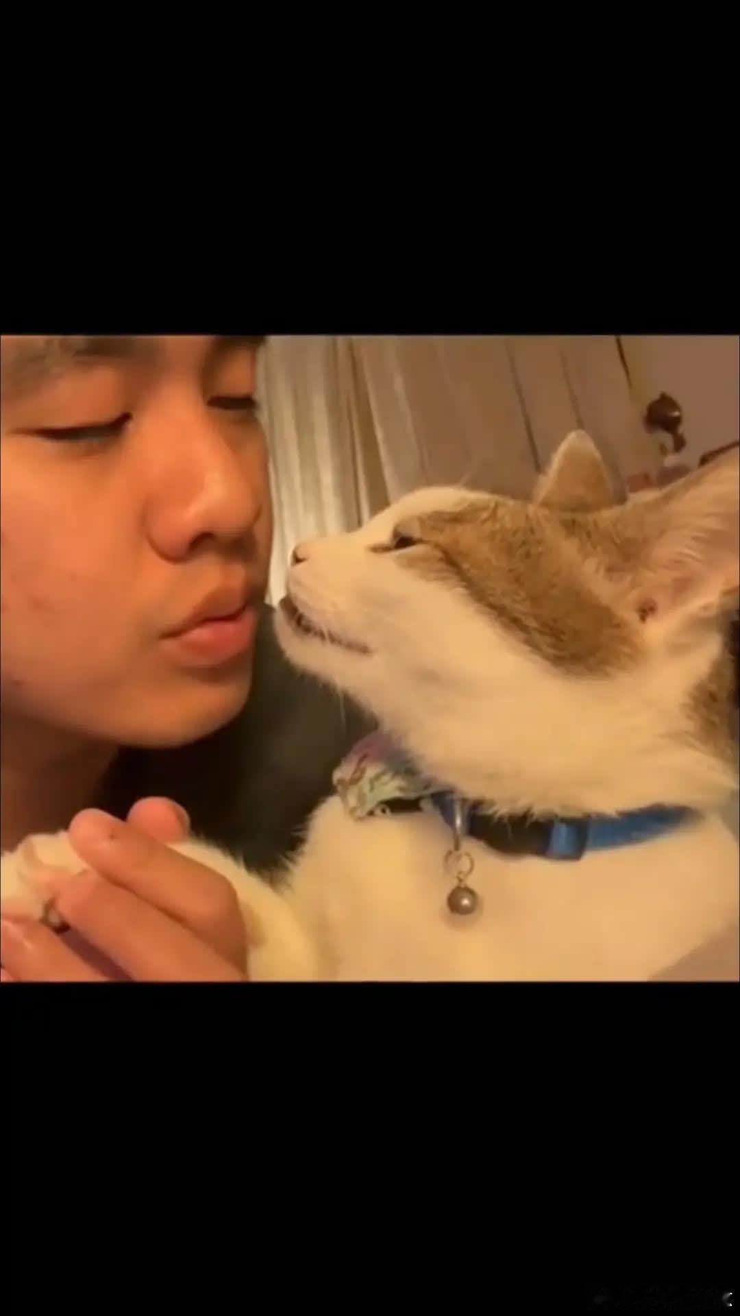 猫：对不起没忍住萌宠宠物