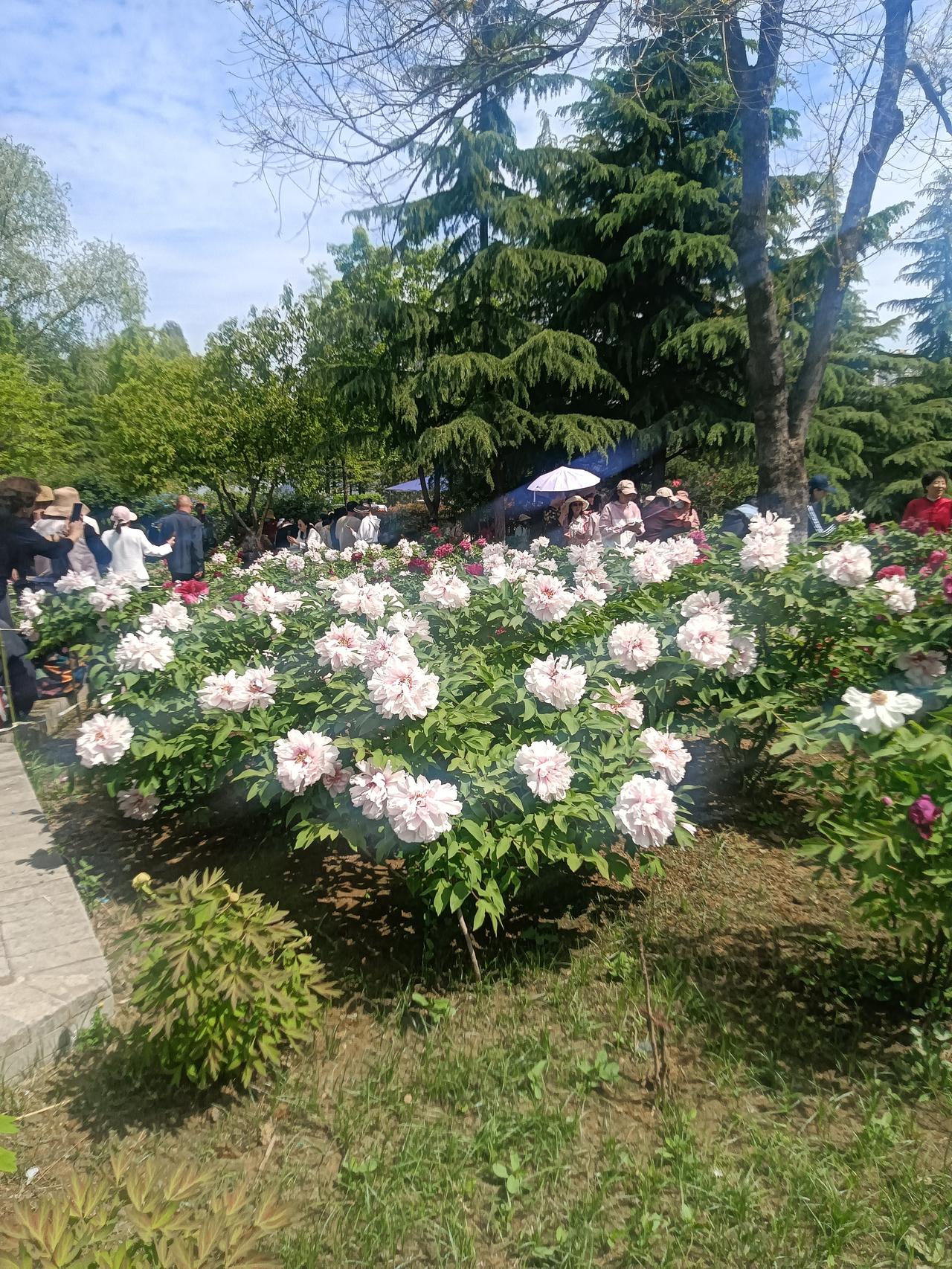 临沂书法广场内牡丹园：临沂市通达路沂龙湾大桥南端西去二里路路北