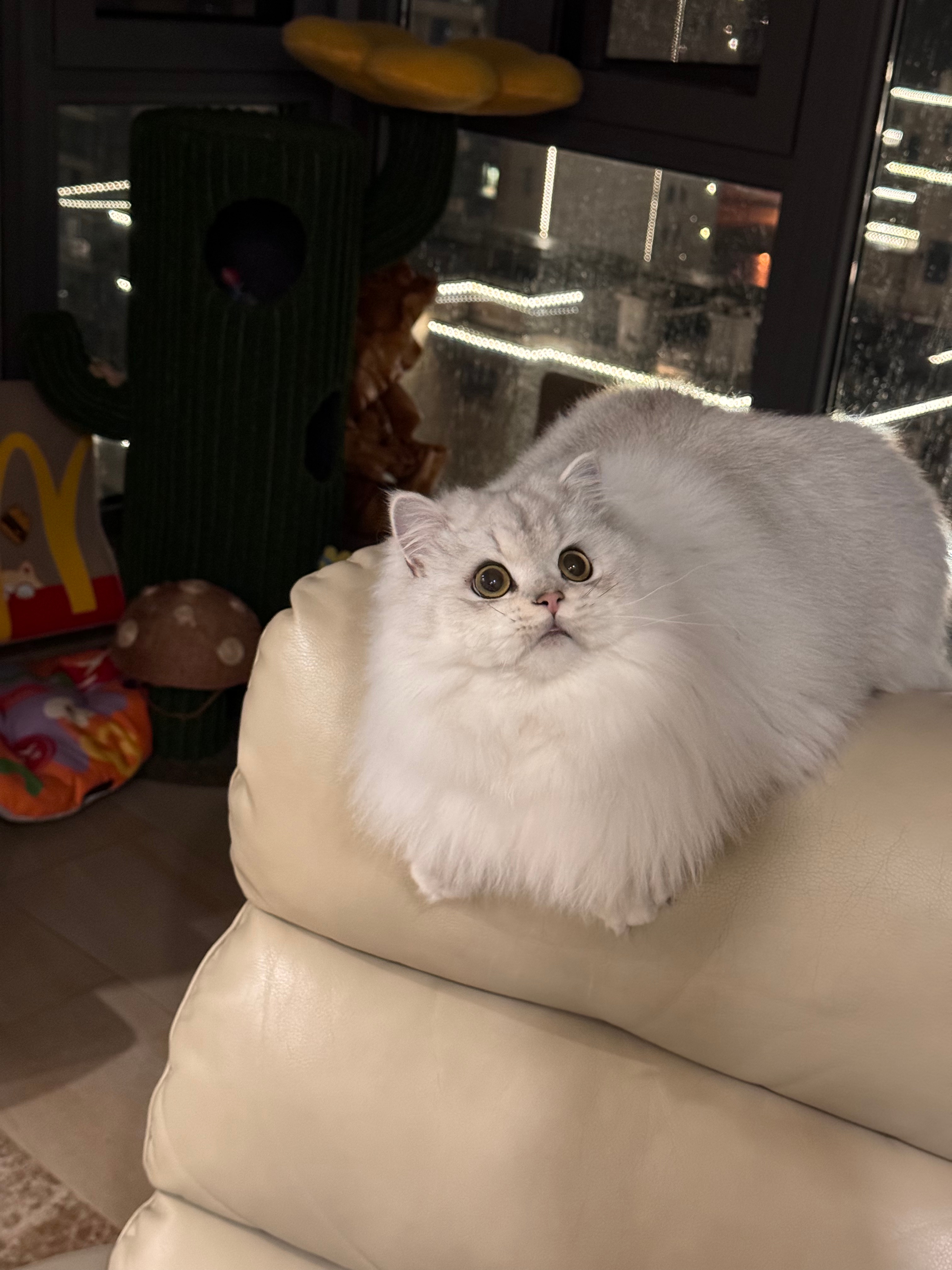 很有礼貌的样子#辣椒家新家回访##英国长毛猫##银渐层# ​​​