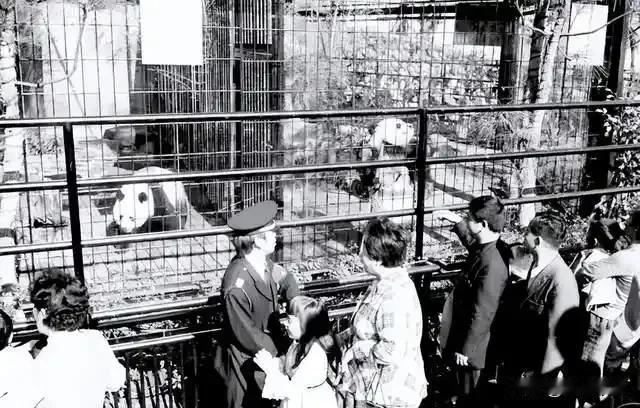 日本将迎“无熊猫时代”，这只“黑白使者”的暂别藏着深意。1972年“康康”“兰兰