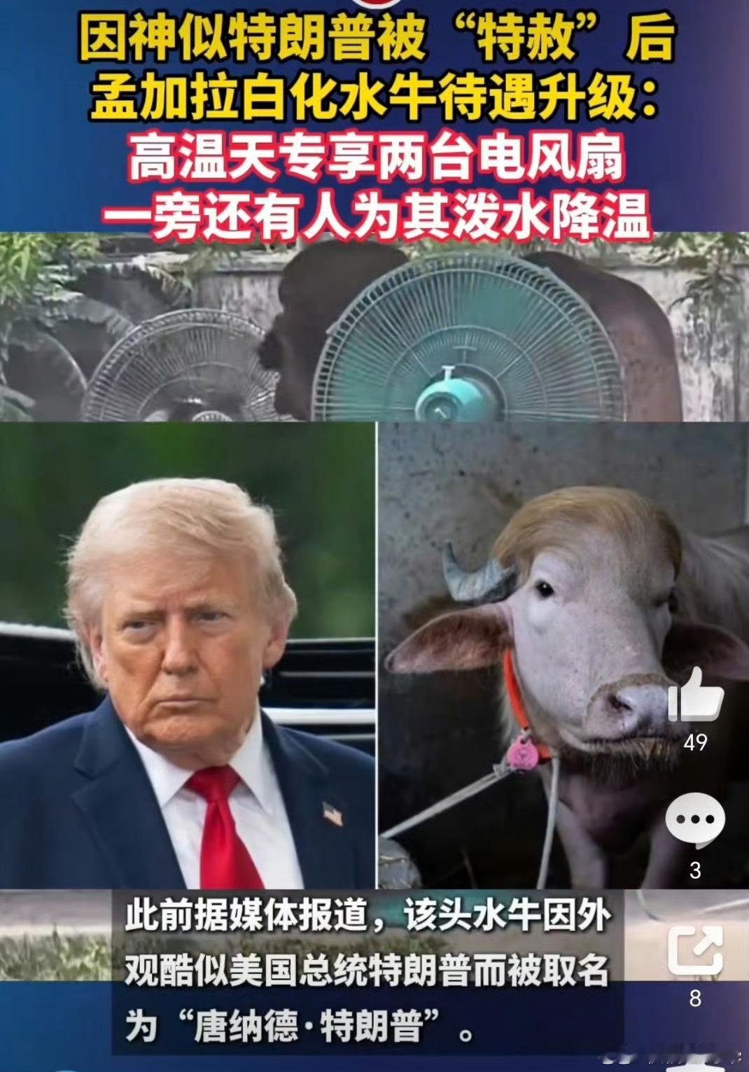 孟加拉水牛因神似特朗普待遇升级这年头，长得像顶流真的能改命啊！孟加拉国一头白化水
