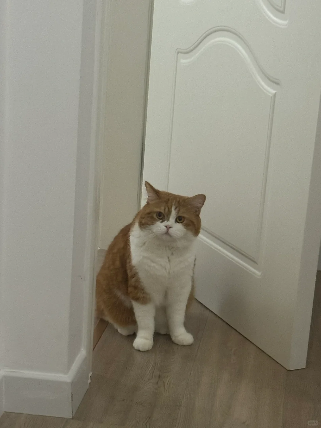 当我起床起晚了 没给他准时投喂小鱼干