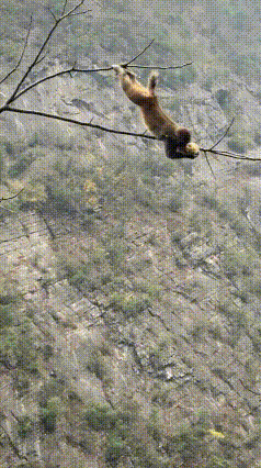 野生猕猴火到人民日报了！近日，雪玉洞野生猕猴自然保护区，工作人员无意间拍到猕猴摘