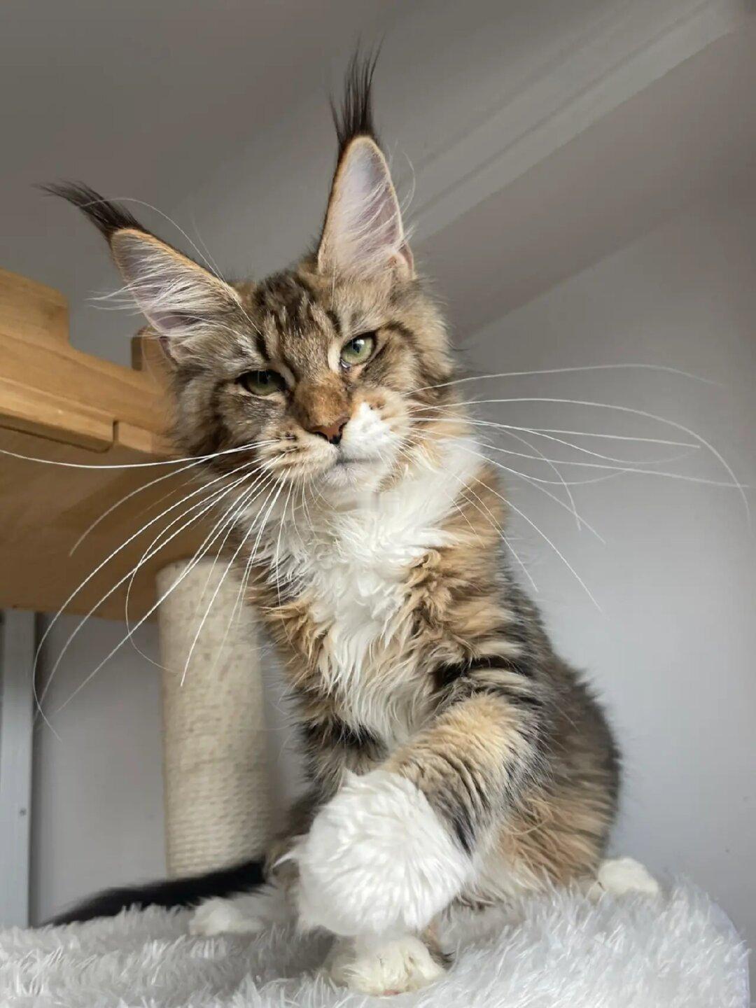 缅因｜小时候很秃 先别扔 再养养