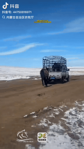 动物的感情最纯粹，最让人感动。
牧民想把家里的一匹小灰马驹卖掉，在送这匹马驹离开