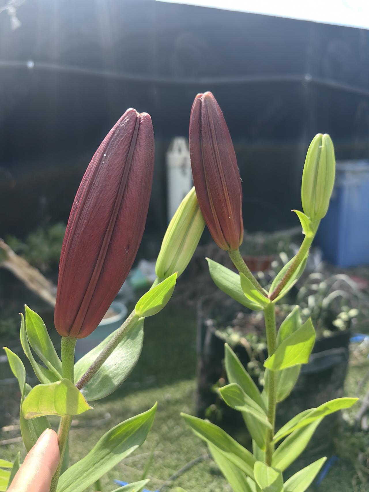 这种颜色的百合花还是第1次见
之前的印象里，百合都是白色的，没想到是这个颜色
