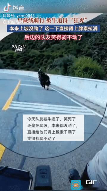 “笑不活了!” 西藏，几名男子骑行川藏线，不料刚好在一上坡路段闯进一头大黑牛，朝