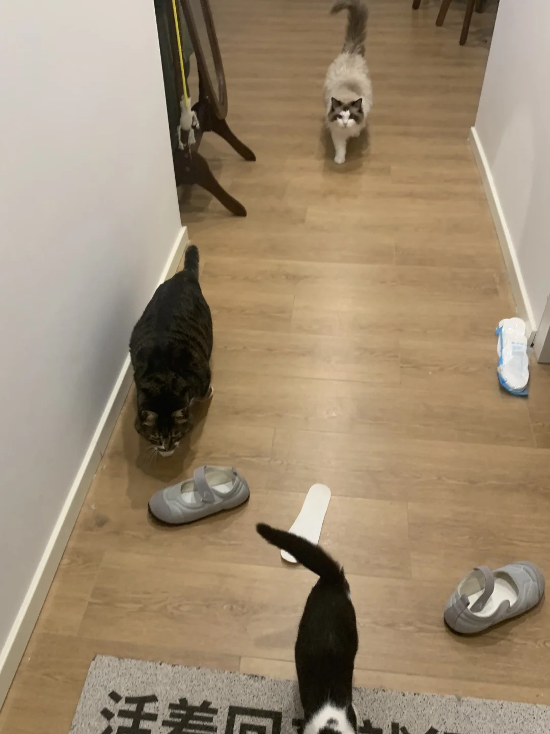 回家开门的一瞬间 我们家猫很迟疑的来接我