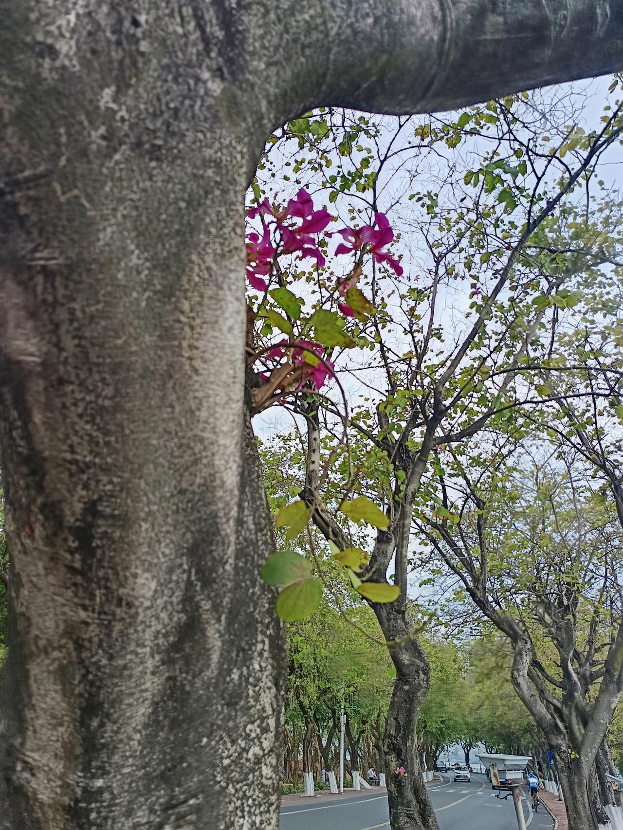 你发现了吗？
肇庆虽然颜值比不上那些大城市但她的风景真的跟一般人不一样！不信你来