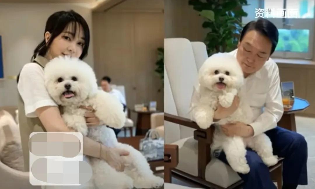 尹锡悦和金建希都进拘留所了，他们养的宠物无人看管，目前由尹锡悦的亲信照顾。尹锡悦