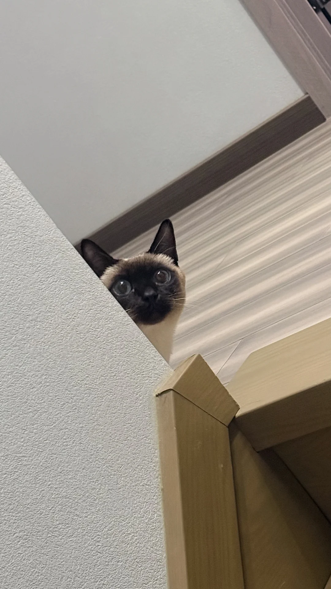 哪里来的小可爱偷瞄你🌝