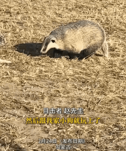 笑不活了，内蒙古一居民区跑来一只野生獾子，但它什么也没干，而是在地和居民养的狗子