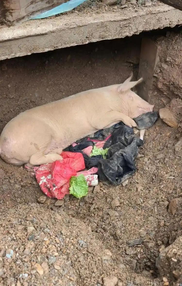 新一代猪坚强诞生！
家住陕西商洛，一家农户被泥石流掩埋的猪圈中，一头被埋36天的