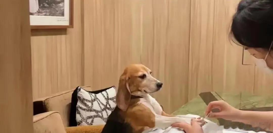 霍思燕带狗狗做美容美甲，富人的生活你想象不到 