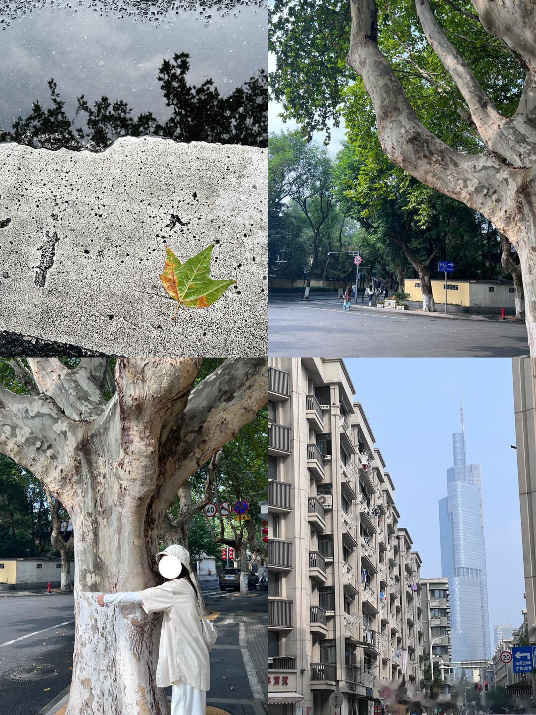 INFJ14911｜分享#infj生活碎片# 分享 给大家投喂桃源村的桃酥 巨好