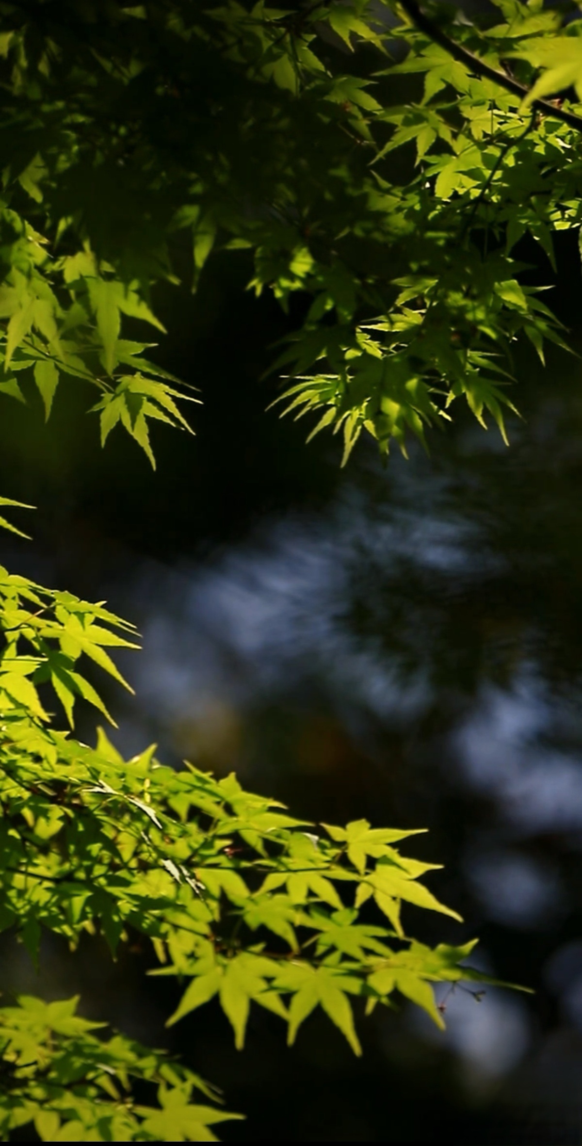 选择，与其说是取舍，不如说是摒弃我没有选的东西。我惶恐地发现时光的狭隘性，发现时