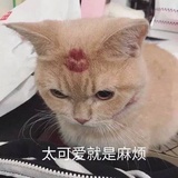 荔枝冰读读汽车