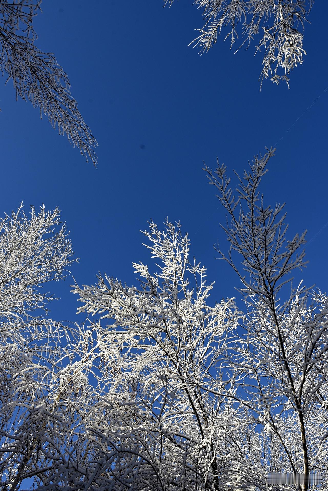 南湖公园四季掠影（八）
冬季景色：