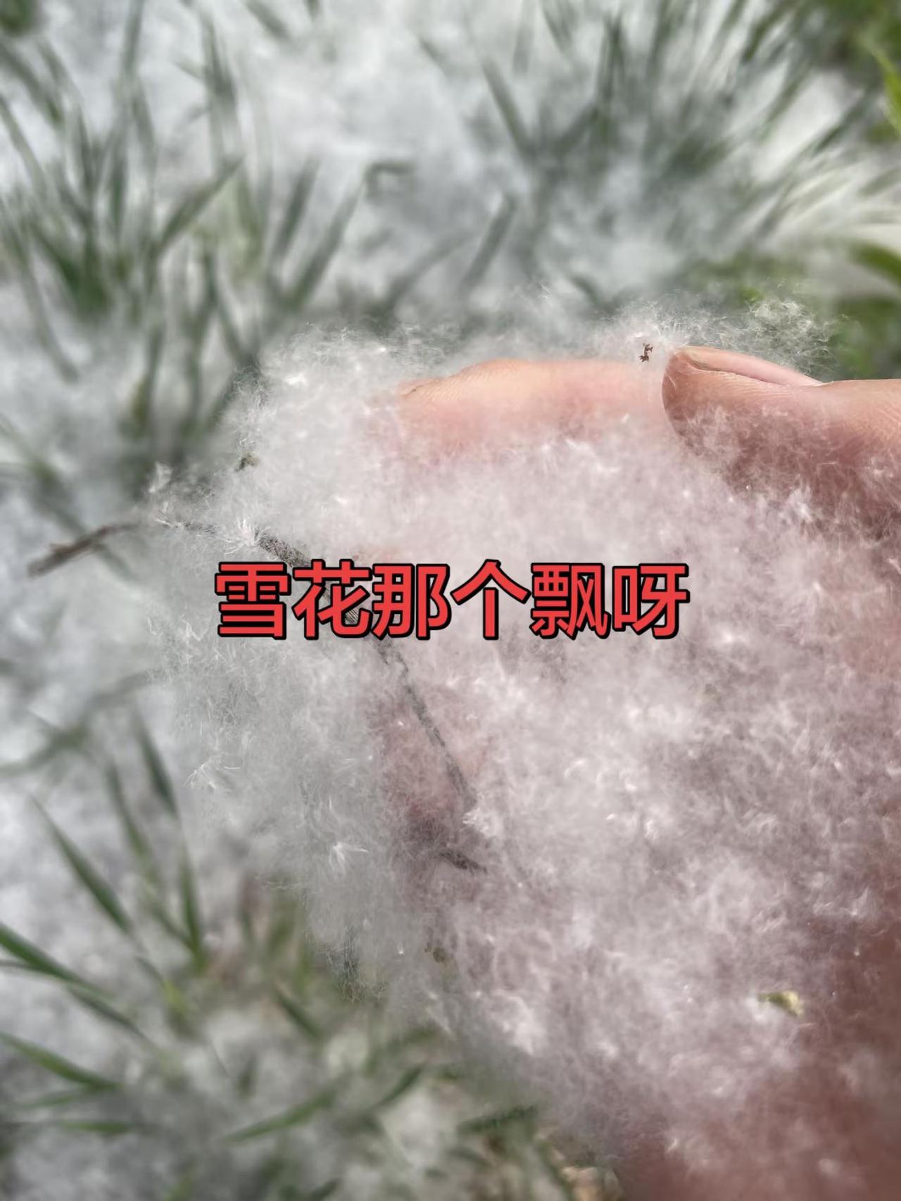 北京下雪啦。雪杨树毛子