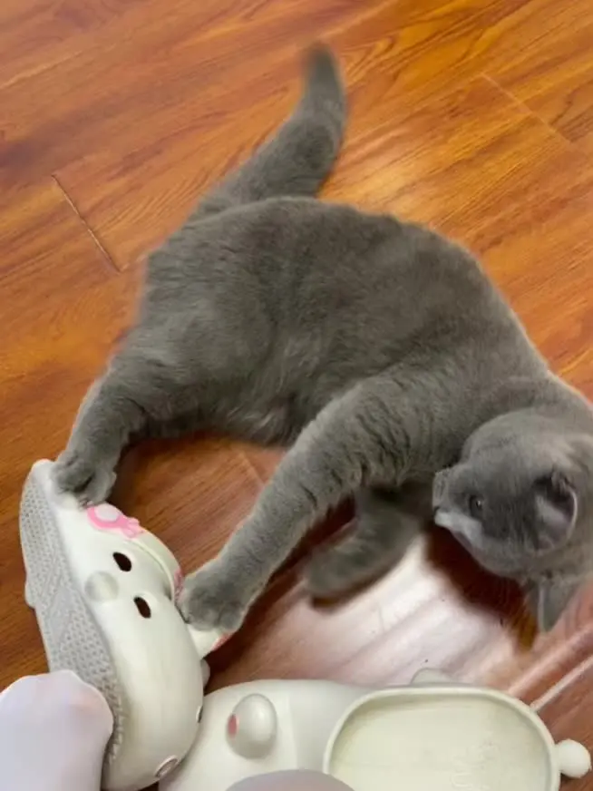 小猫喜欢玩鞋子
