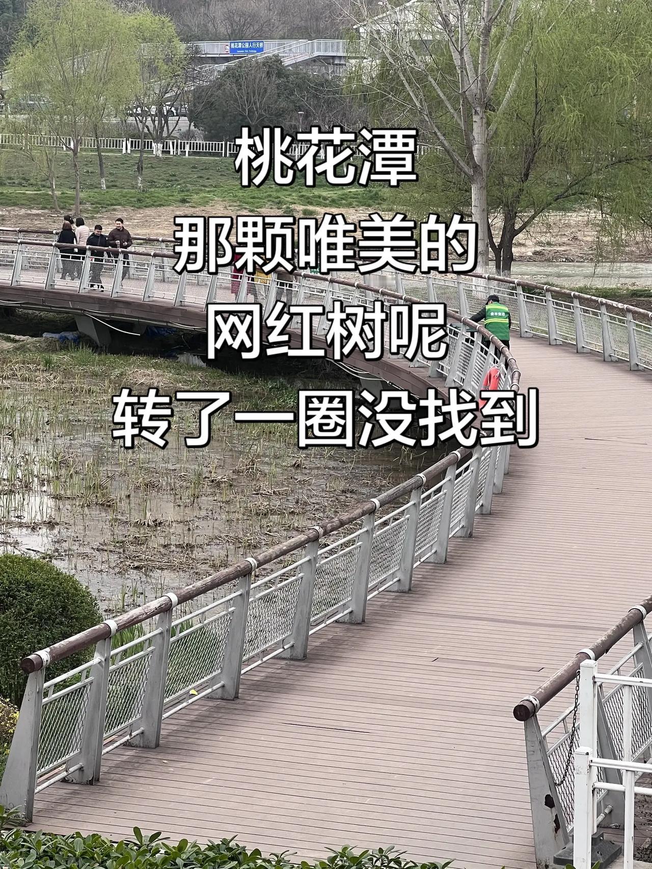 桃花潭那颗唯美的网红树在哪里？ 特意去看网红树转了一圈没找到但听说今年花败了只能