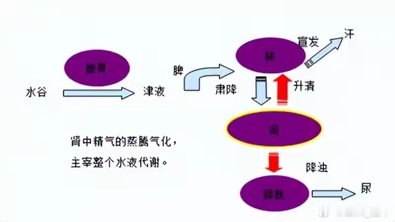 中医津液与痰饮全解：津液怎么来？痰湿怎么除？一篇说清津液去哪儿了？濡养全身——润