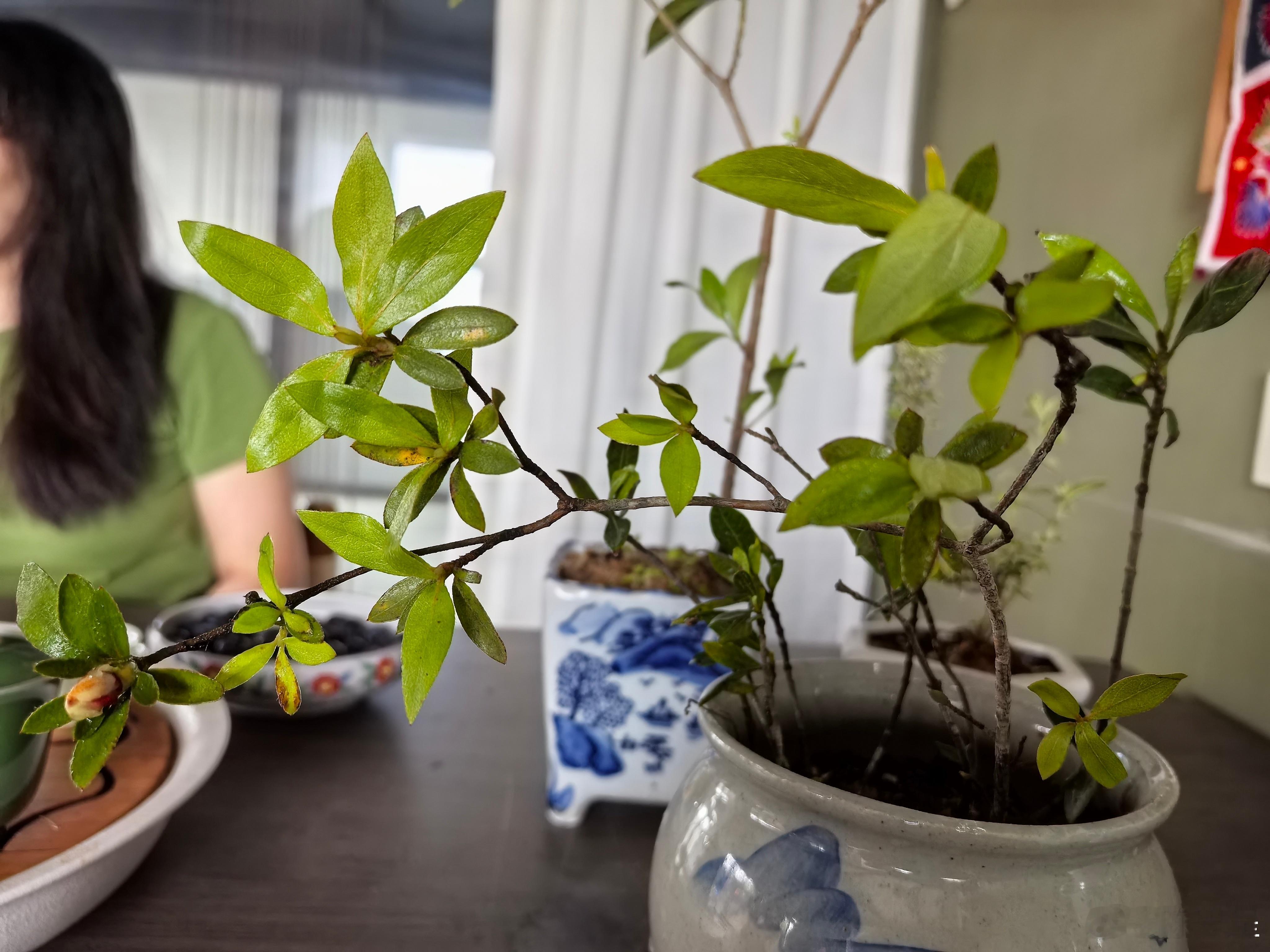 还买了点廉价盆景！ 