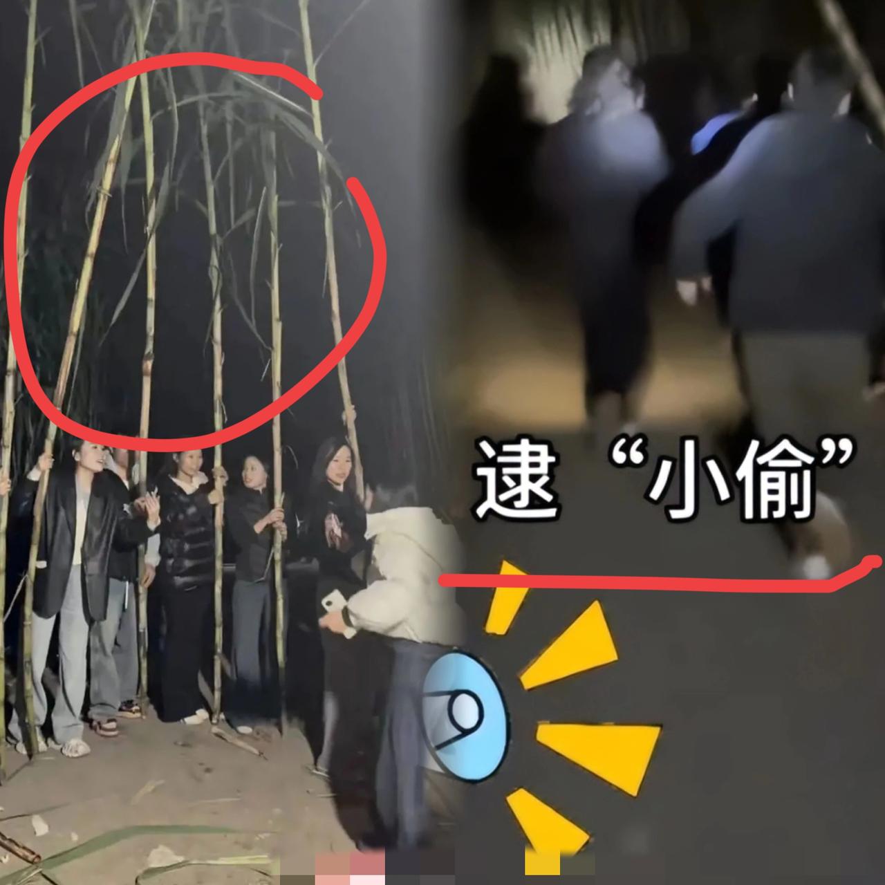 四川老板也太会玩了
把甘蔗地改成“密室逃脱”
9.9元就能体验“偷甘蔗”
被NP