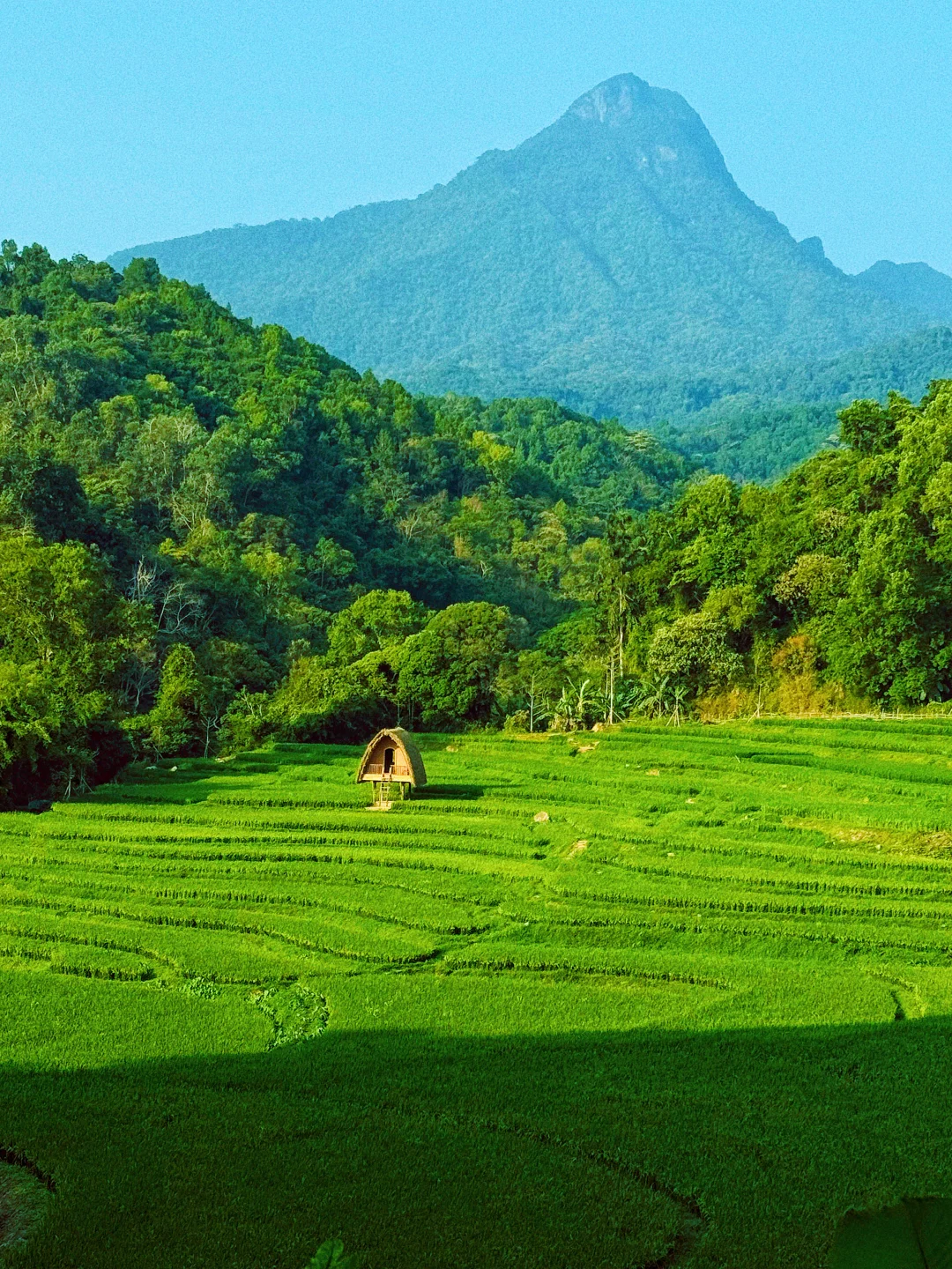 🍃被催nnnnn遍的梯田终于绿透啦‼️