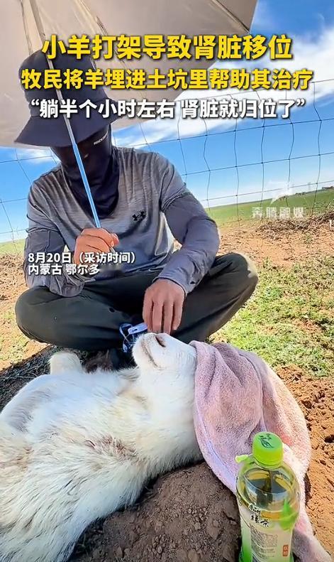 “彻底解释不清了！”内蒙古鄂尔多斯，两只小羊打架导致肾脏移位，眼看要不行了，不料
