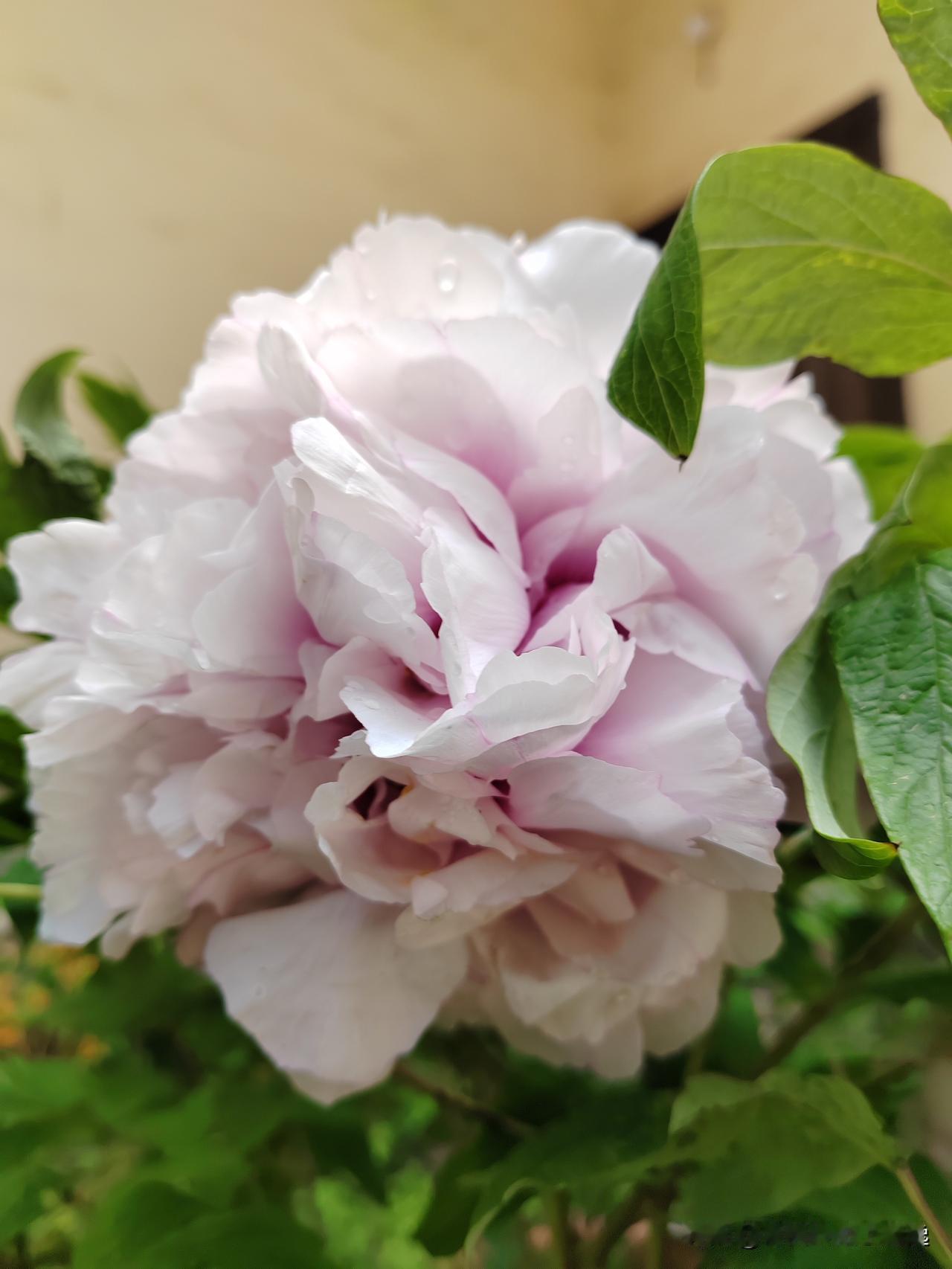 那一弯烙在心底的星月
图/文：鱼脊拓荒客

当星月成了一枚符号
在畏敬者的心底生