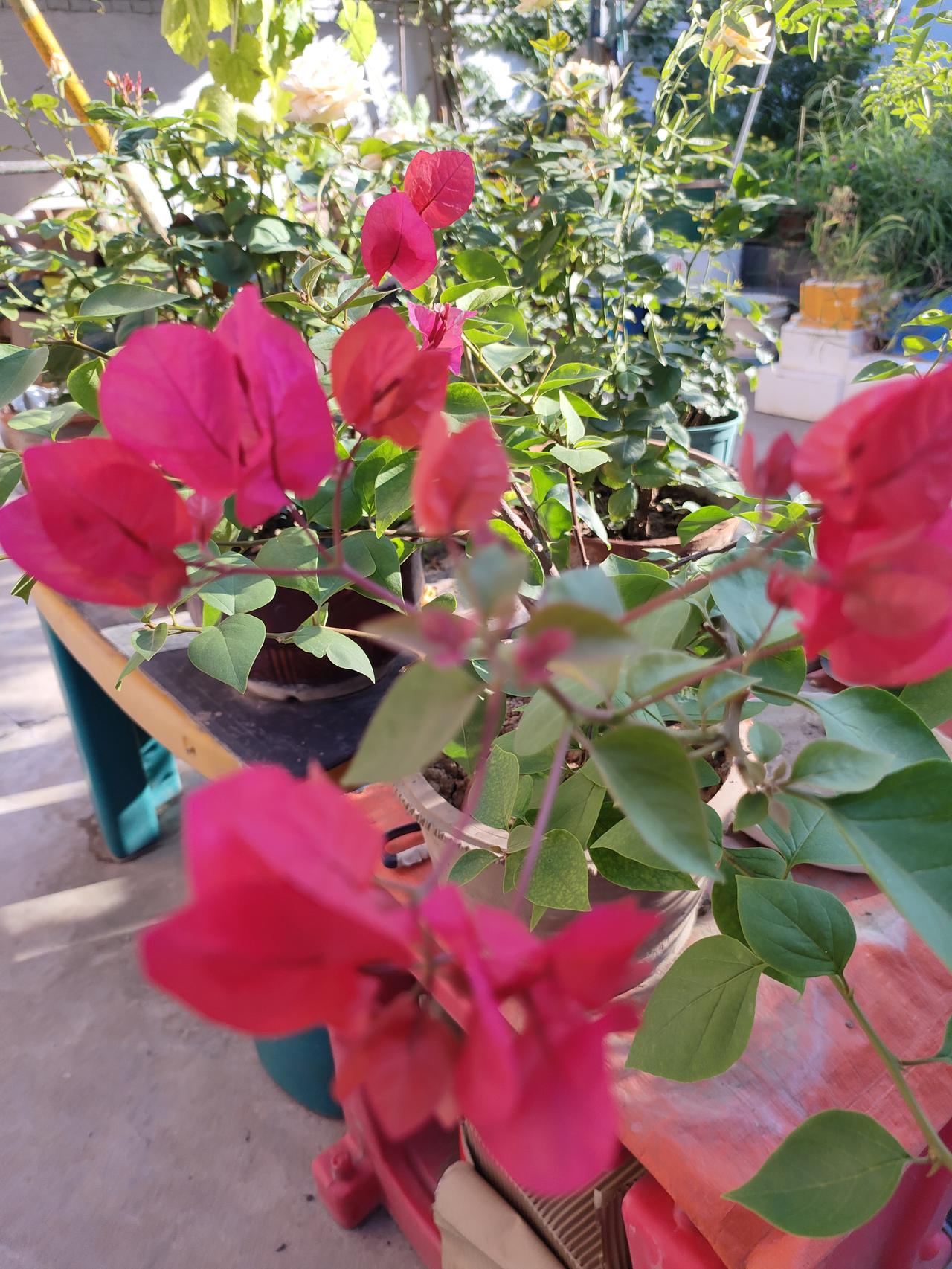 ​
2. 守着一方小院，看花开花落，红的奔放，浅黄的温婉，日子简单又舒心。