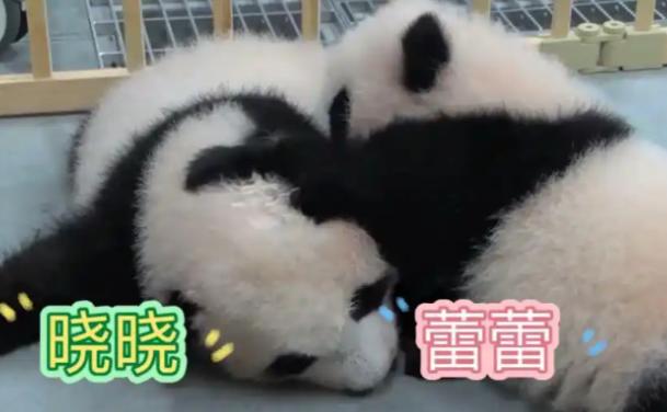 倒反天罡！日本议员对台提议熊猫交流后，中国大陆回应称痴人说梦，但不料有日本议员称