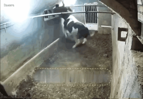 奶牛的攻击力不容小觑。