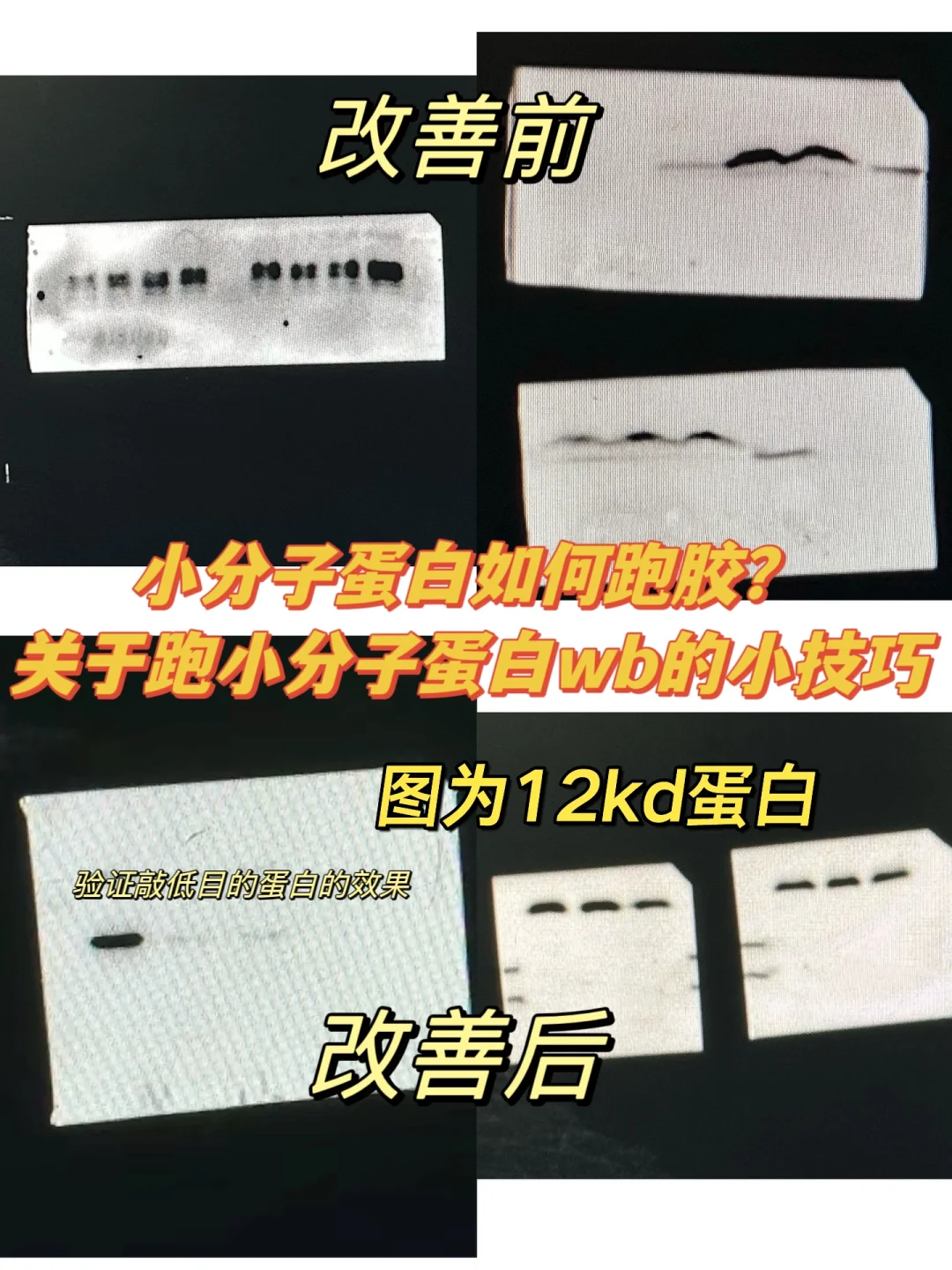 小分子蛋白wb小技巧