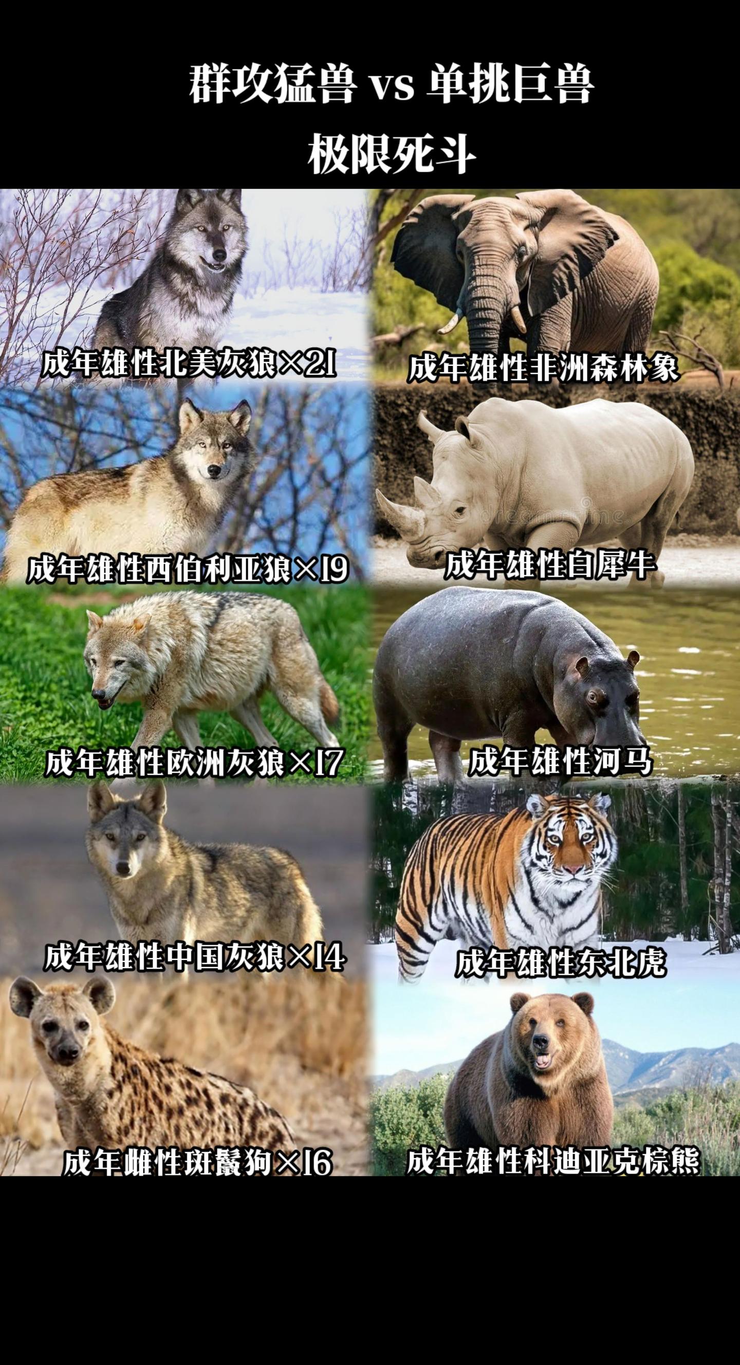 陆地猛兽：群聚死战斗独行，生死对决定强弱