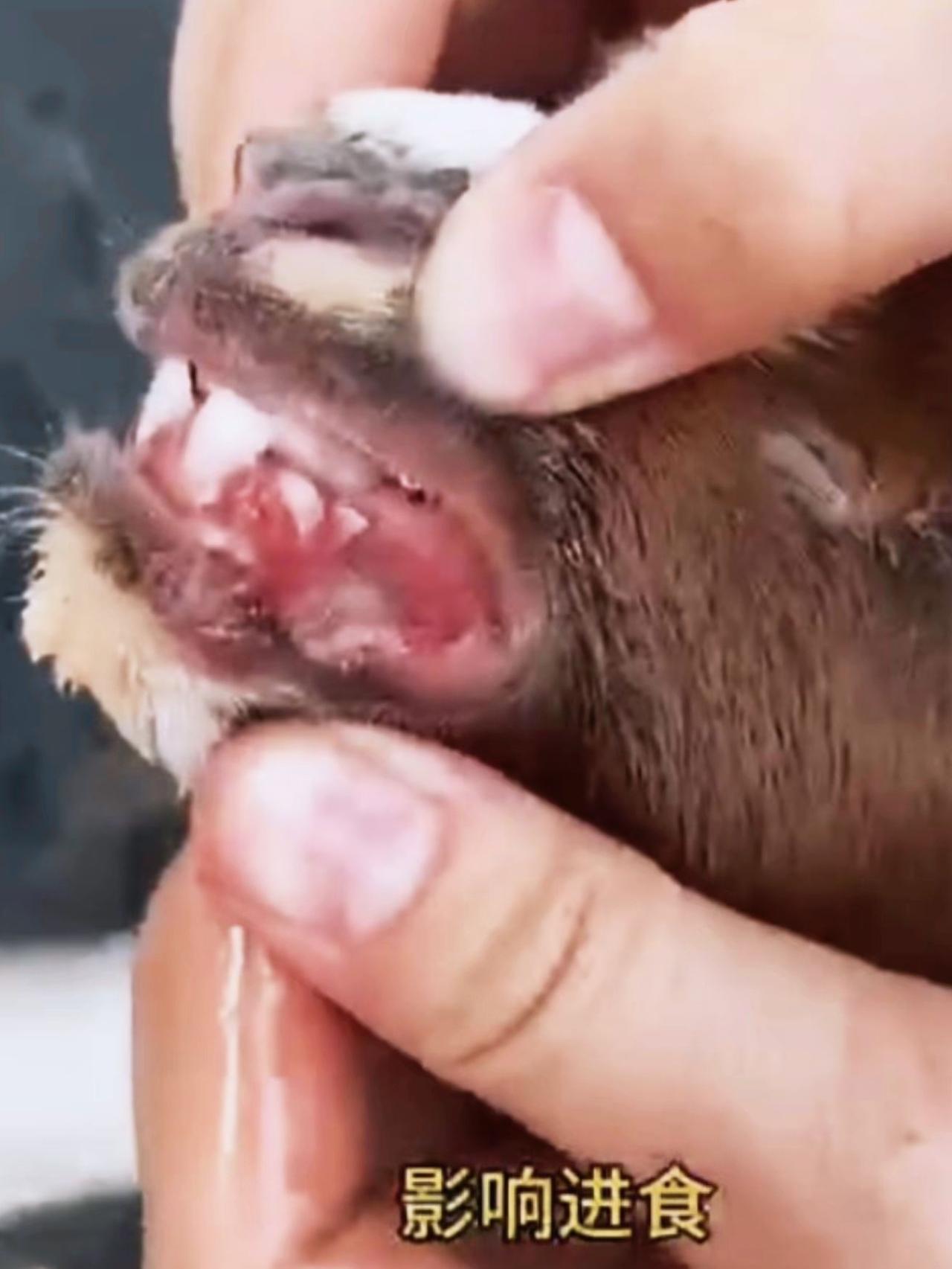 养羊人 农村养羊